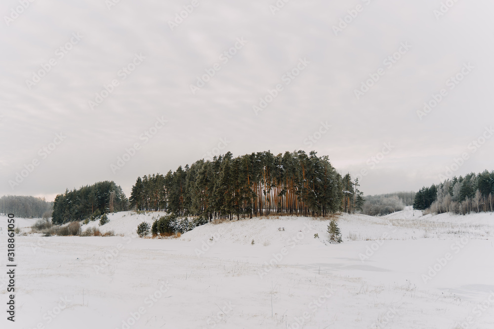 Landscape of a winter pine forest. Beautiful winter landscape. Landscape of a winter pine forest. Beautiful winter landscape.