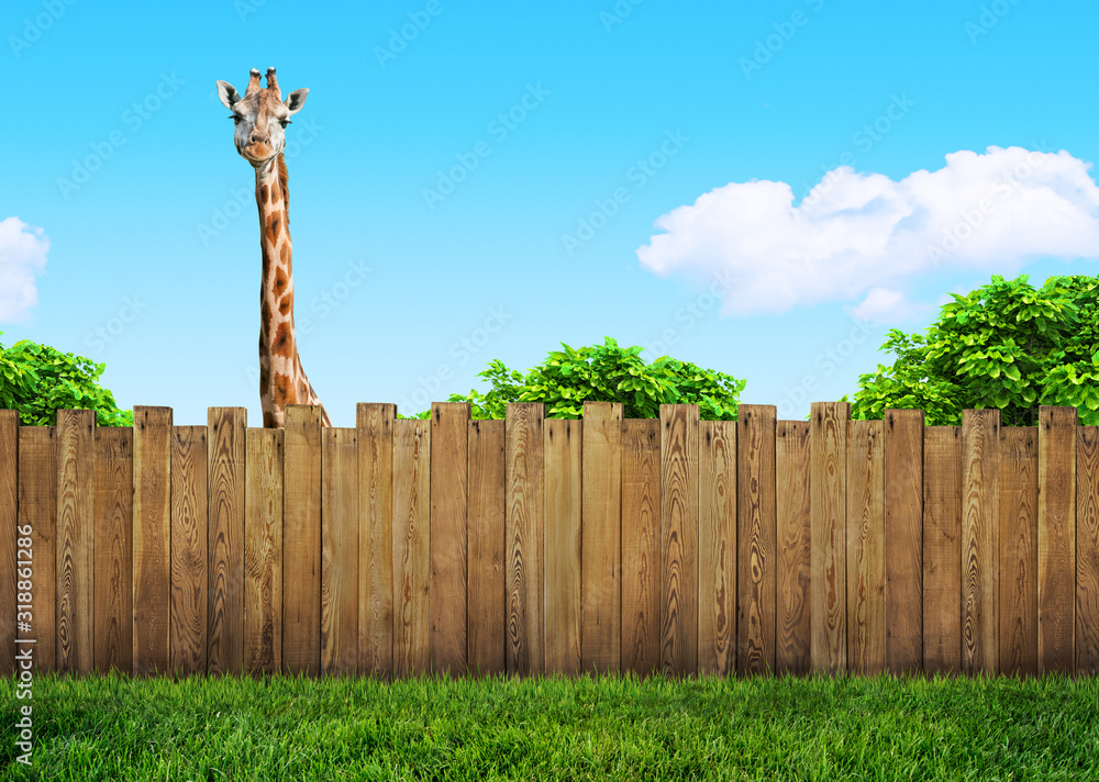 Obraz premium curious neighbor behind backyard fence
