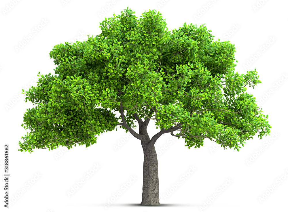 tree isolated with high detailed leaves, 3D illustration tree isolated with high detailed leaves, 3D illustration
