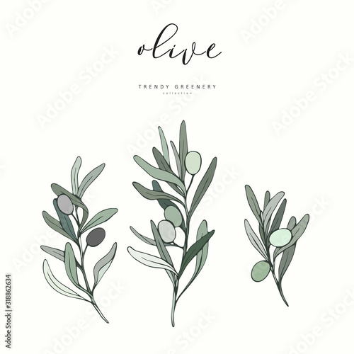 Olive branch. Hand drawn wedding herb, plant elegant leaves for invitation save the date card design. Botanical rustic trendy greenery vector