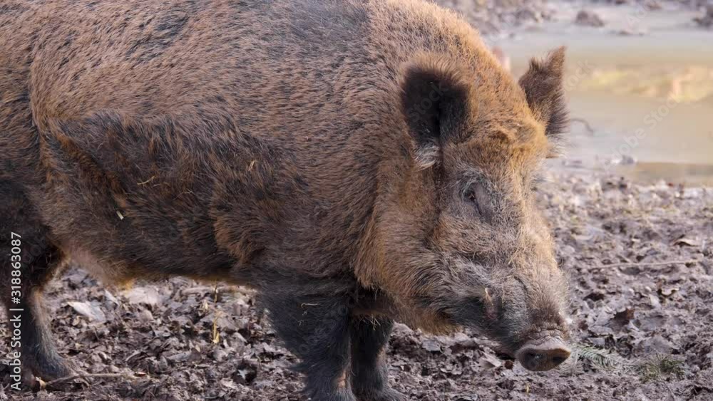 Close up of large male wild boar pig profile to the right on a sunny day in autumn. Close up of large male wild boar pig profile to the right on a sunny day in autumn.