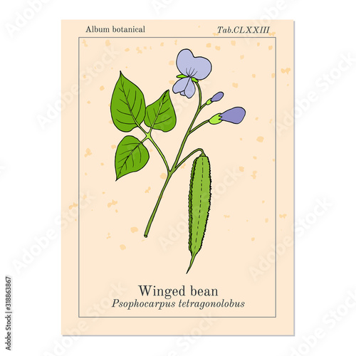 Winged bean psophocarpus tetragonolobus , medicinal plant photo