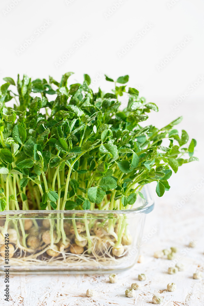 Close-up of peas microgreens with seeds and roots. Sprouting Microgreens. Seed Germination at home. Vegan and healthy eating concept. Sprouted peas Seeds, Micro greens. Growing sprouts. Close-up of peas microgreens with seeds and roots. Sprouting Microgreens. Seed Germination at home. Vegan and healthy eating concept. Sprouted peas Seeds, Micro greens. Growing sprouts.