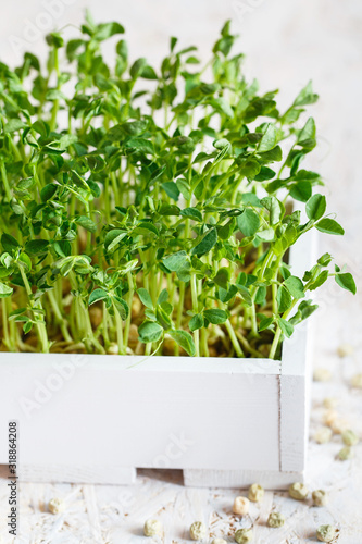 Close-up of peas microgreens in the white wooden box. Sprouting Microgreens. Seed Germination at home. Vegan and healthy eating concept. Sprouted peas Seeds, Micro greens.