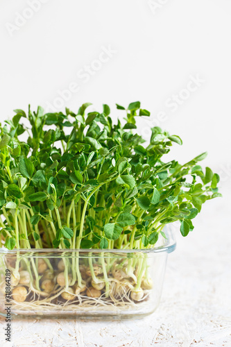 Close-up of peas microgreens with seeds and roots. Sprouting Microgreens. Seed Germination at home. Vegan and healthy eating concept. Sprouted peas Seeds, Micro greens. Growing sprouts.