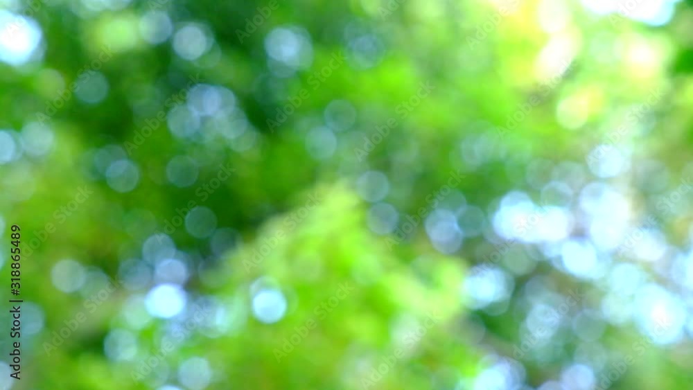 Natural green yellow blurred background. Green yellow bokeh from tree on nature defocus abstract blur background. Natural green yellow blurred background. Green yellow bokeh from tree on nature defocus abstract blur background.