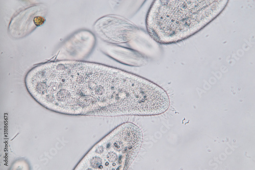 Tableau sur toile Paramecium caudatum is a genus of unicellular ciliated protozoan and Bacterium under the microscope