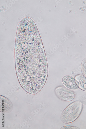 Obraz na plátně Paramecium caudatum is a genus of unicellular ciliated protozoan and Bacterium under the microscope