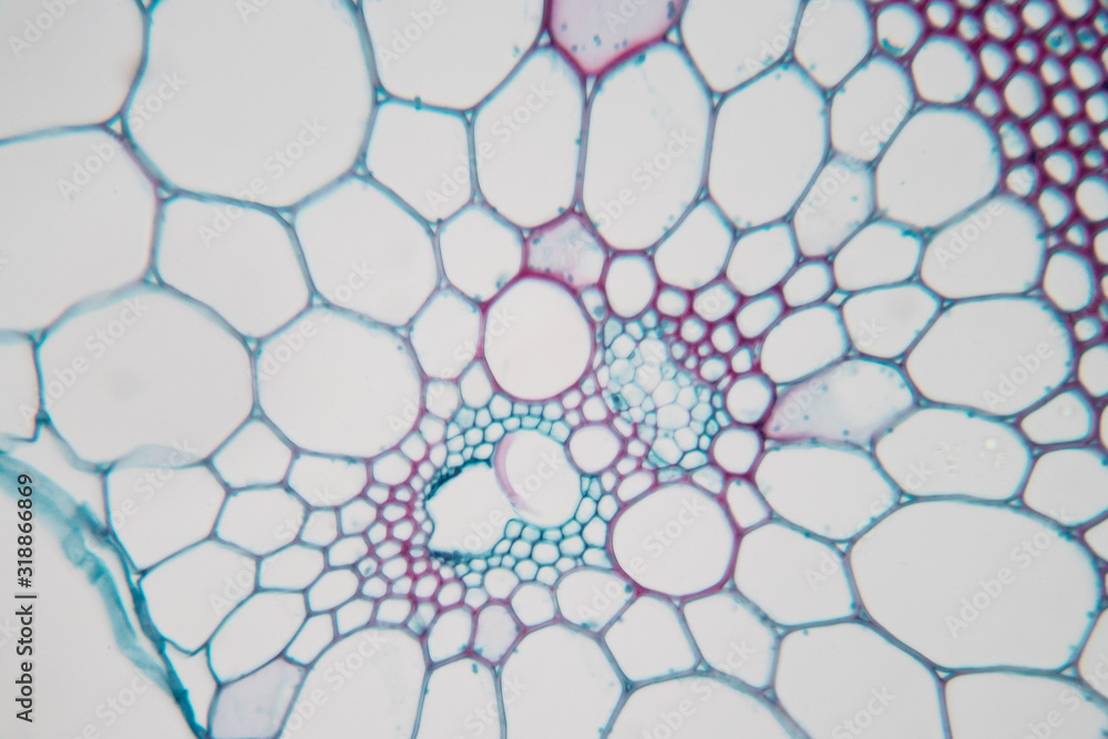 Naklejka premium Close up Plant Stem under the microscope for classroom education.