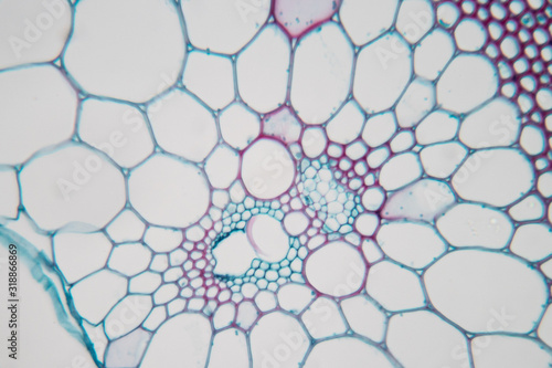  Close up Plant Stem under the microscope for classroom education. photo