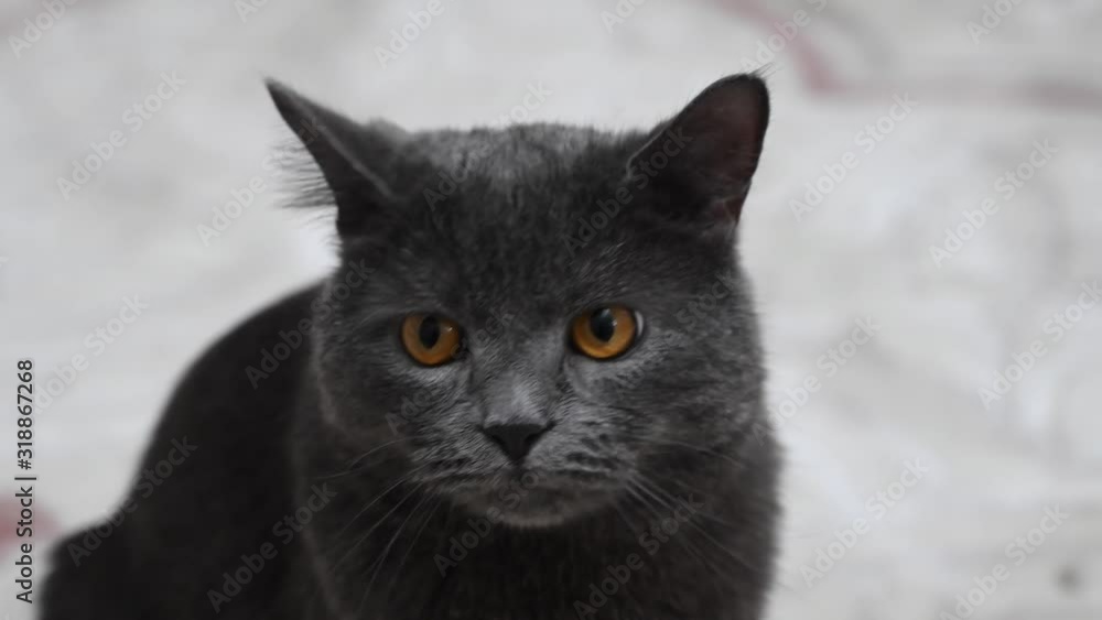 British fold cat with orange eyes, close up British fold cat with orange eyes, close up