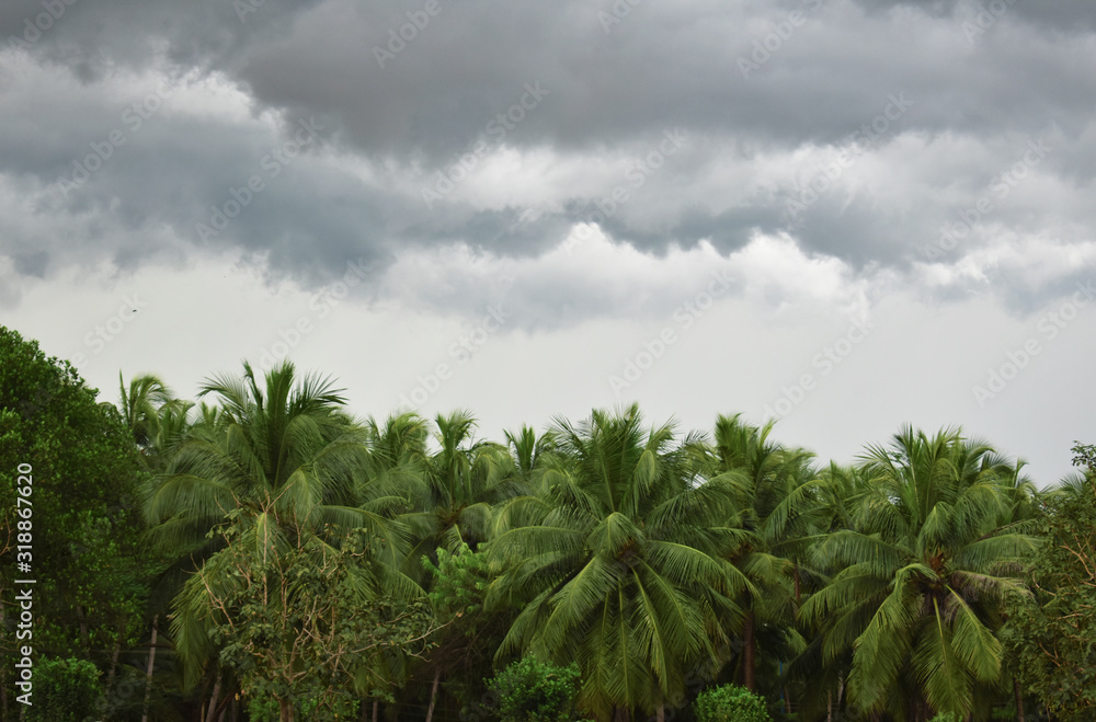 Obraz premium a beautiful cloudy day with a forest