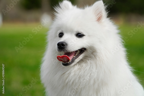 Portrait of cute fluffy white japanese spitz dog sitting on the spring meadow. Happy smiling purebred japanese spitz shot outdoors on green grass background.