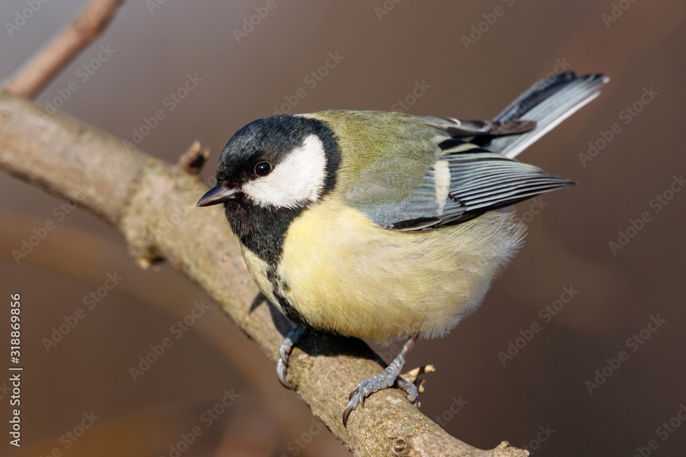 Obraz premium Great tit parus major sitting on branch of bush. Cute common colorful park songbird. Bird in wildlife.