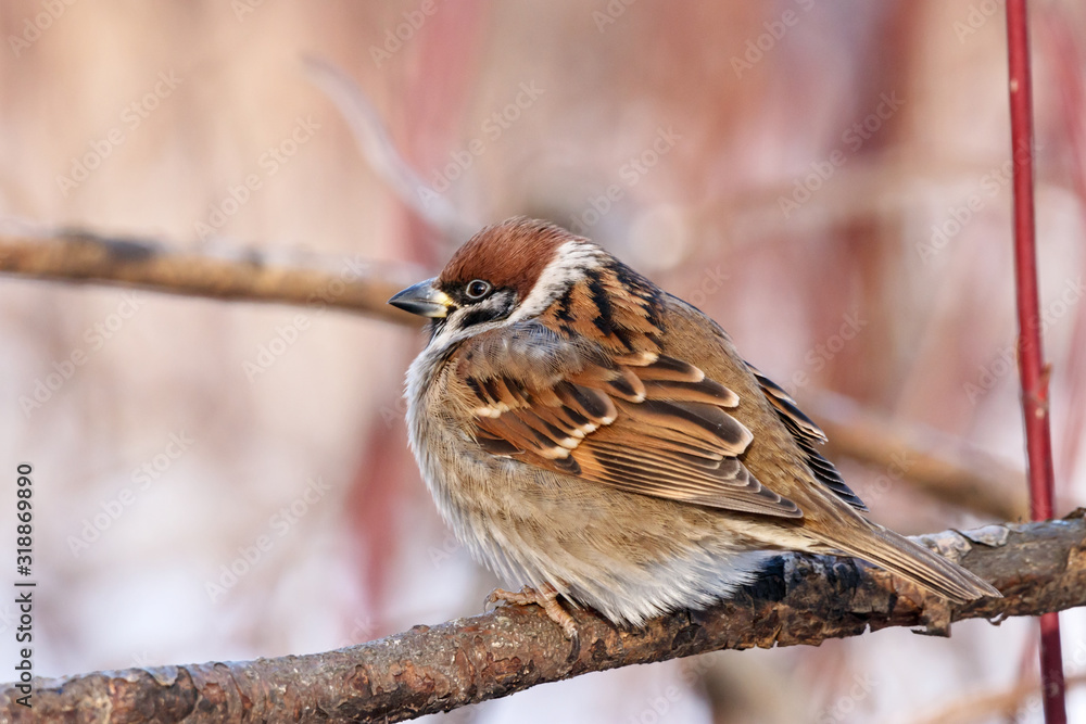 Eurasian tree sparrow sitting on branch. Cute common park brown songbird in wildlife. Eurasian tree sparrow sitting on branch. Cute common park brown songbird in wildlife.