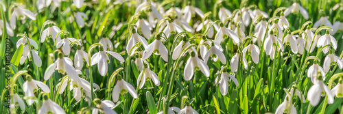 Panorama of snowdrop flowers (Galanthus nivalis) in the grass at the beginning of spring