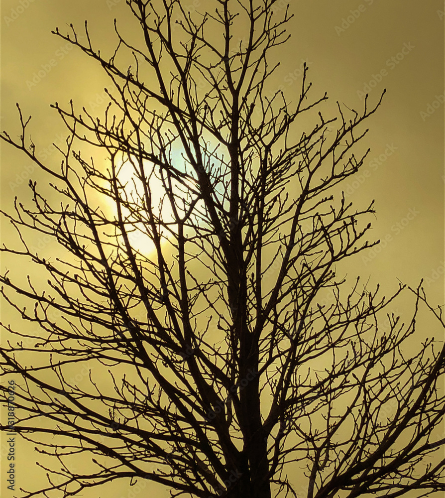Obraz premium Bare tree in winter