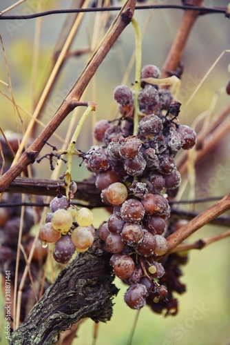 Grapes of white botrytised - Weisse Traube mit Botrytis