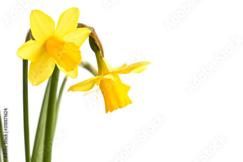 Daffodils flowers close up in spring, isolated on white background with copy space