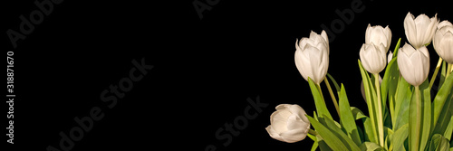 Bunch of white tulips isolated on black panoramic background with copy space