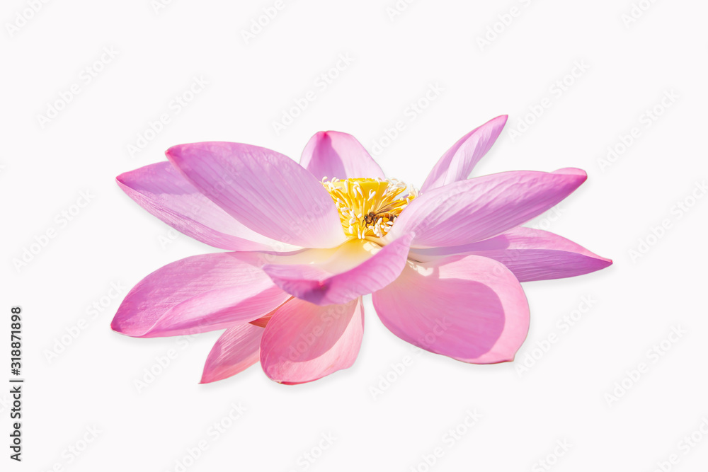 Honey bee collecting pollen from Lotus blossom. Honey bee collecting pollen from Lotus blossom.
