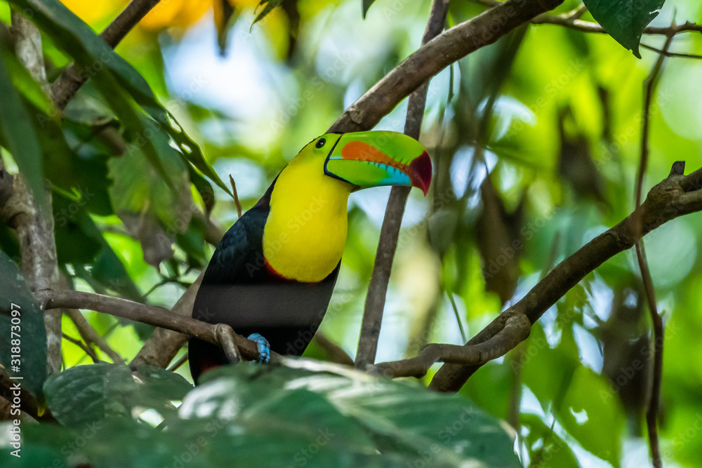 Ramphastos sulfuratus, Keel-billed toucan The bird is perched on the branch in nice wildlife natural environment of Costa Rica Ramphastos sulfuratus, Keel-billed toucan The bird is perched on the branch in nice wildlife natural environment of Costa Rica