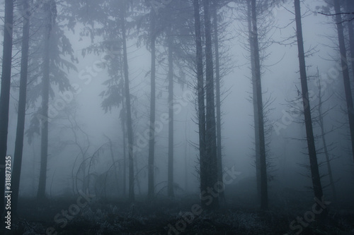 blurred photo of a mysterious foggy landscape with trees in a forest, mystical concept