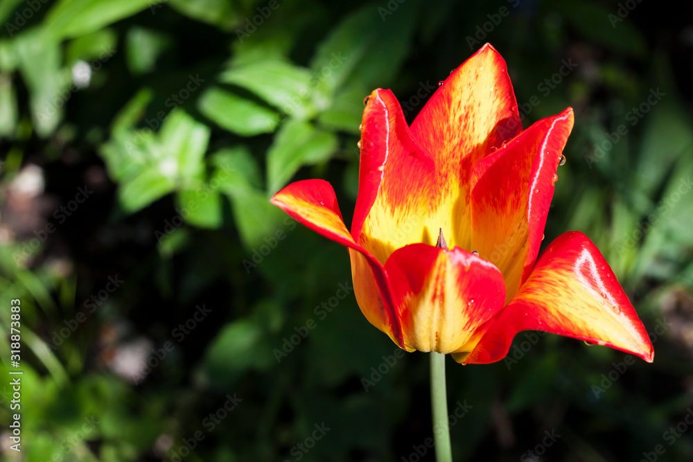 Beautiful yellow and red tulip closeup on green foliage background Beautiful yellow and red tulip closeup on green foliage background