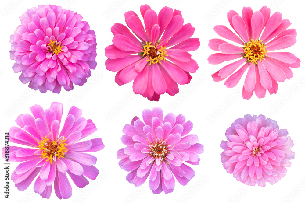 Pink color chrysanthemums as background picture.flower on clipping path.