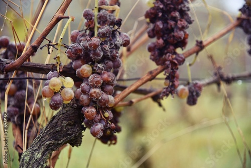 Grapes of white wine with botrytis - Weisse Traube mit Botrytis im Weinberg photo