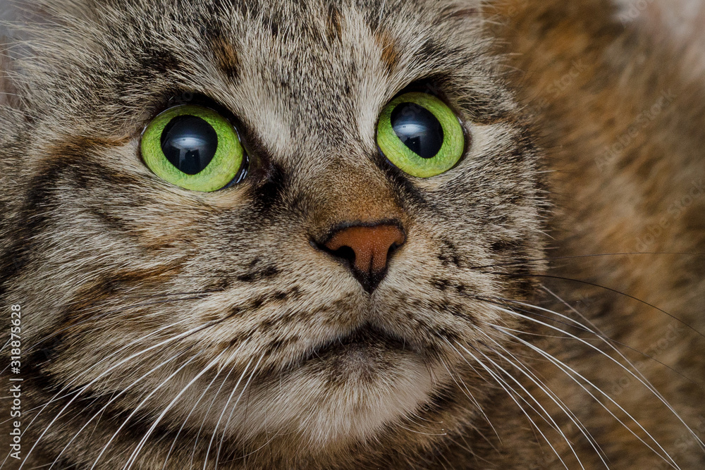 cat face with green eyes closeup portrait cat face with green eyes closeup portrait
