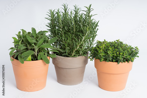 Fototapeta Naklejka Na Ścianę i Meble -  Pots with rosemary, oregano and sage plants