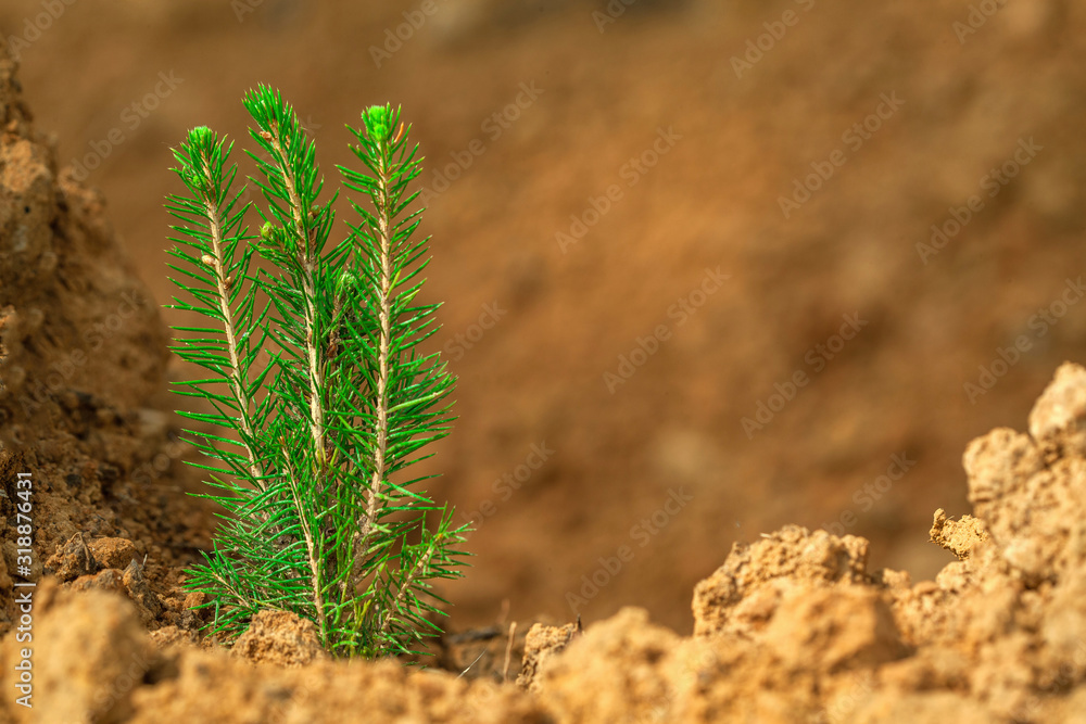 A young sapling of spruce grows in the ground. Sapling spruce planted by man. Forest management. Forest breeding and forest planting. Small coniferous tree. Green sprout on the background of the earth A young sapling of spruce grows in the ground. Sapling spruce planted by man. Forest management. Forest breeding and forest planting. Small coniferous tree. Green sprout on the background of the earth