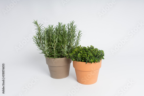 A pot of rosemary and a pot of oregano on a white surface