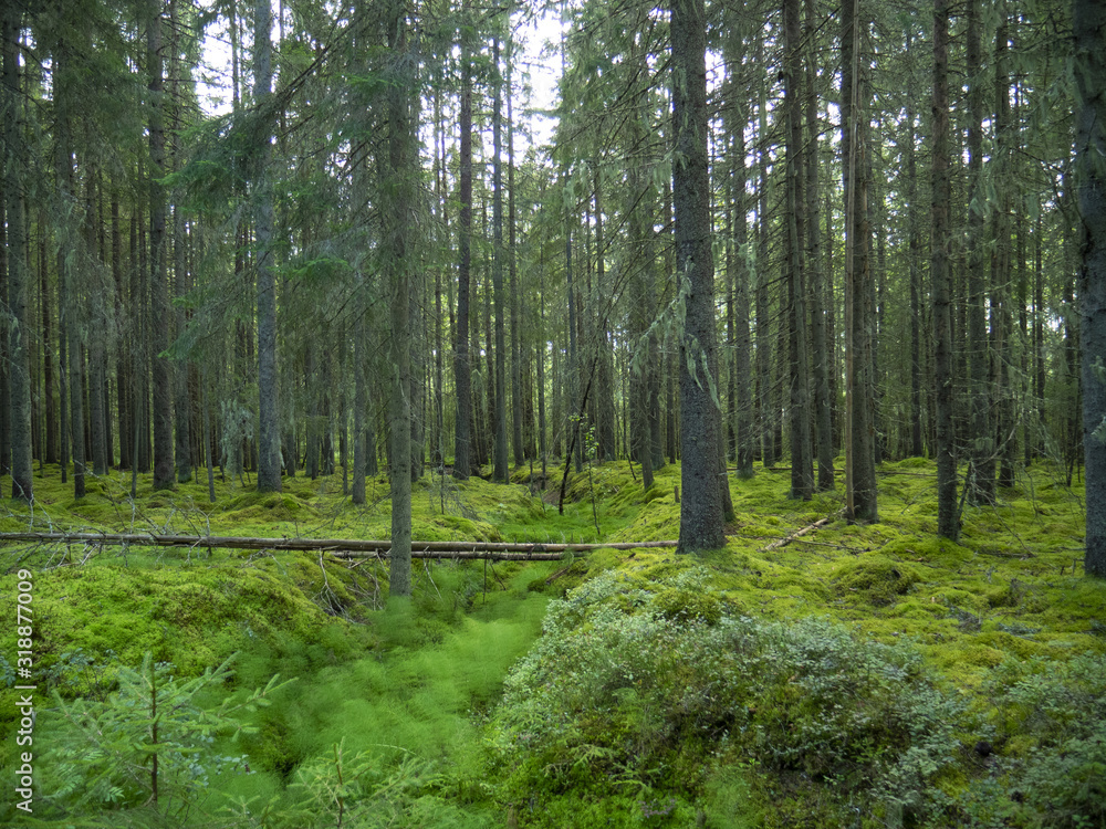 Obraz premium moss covered spruce forest