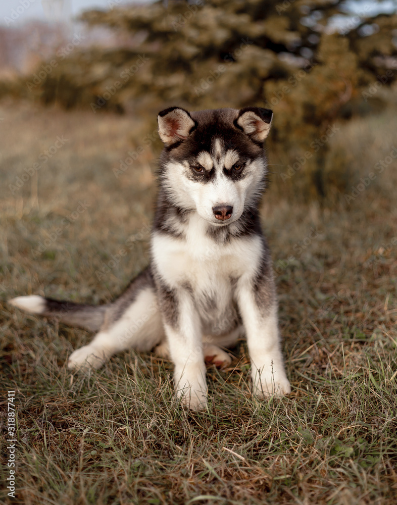 portrait of a dog