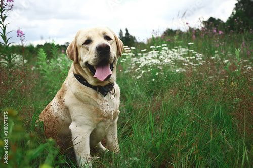 Happy big dog having relax on green meadow at nature