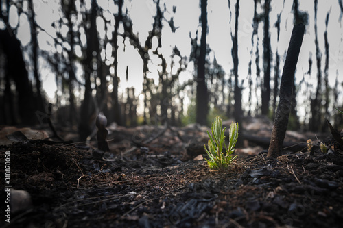 Photos Bushfire regrowth from burnt bush