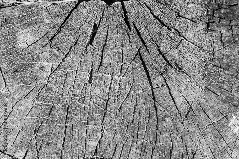Fototapeta premium wood stump texture