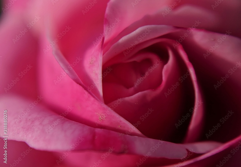 Obraz premium pink rose macro