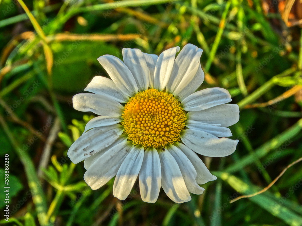 Fototapeta premium Chamomile flower