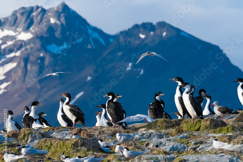 Huge imperial shag colonies on the islands of the Beagle Channel near Ushuaia, Tierra del Fuego, Argentina.
