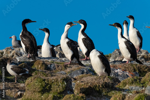 Huge imperial shag colonies on the islands of the Beagle Channel near Ushuaia, Tierra del Fuego, Argentina.