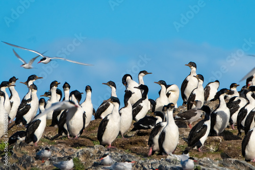 Huge imperial shag colonies on the islands of the Beagle Channel near Ushuaia, Tierra del Fuego, Argentina.