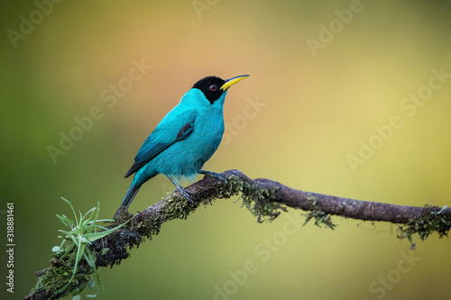 The Green Honeycreeper, Chlorophanes spiza is sitting on the branch in green backgound, amazing blue colored bird, Costa Rica © Petr Šimon