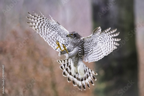 The Northern Goshawk or Accipiter gentilis is flying in the dark forest. photo