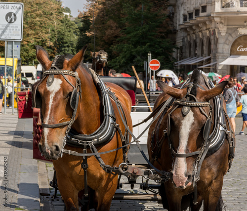 horse and carriage in main square of prague © chfortunato2015