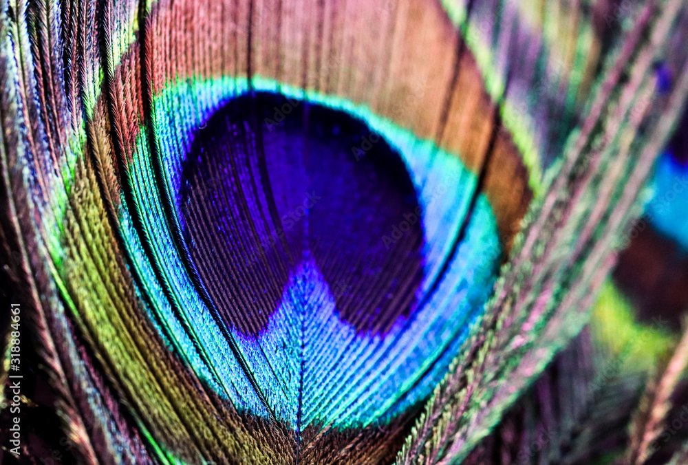 Obraz premium Artictic exotic tropical Peacock Feathers composition, vibrant backdrop.