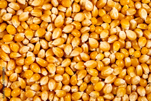 background full of fresh raw corn or maize kernel