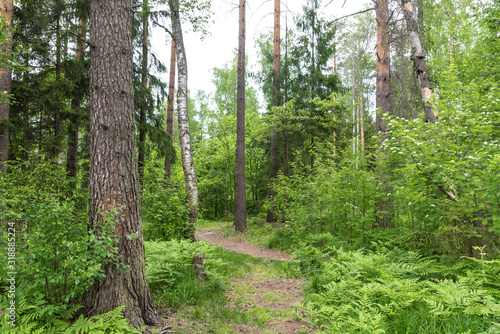 Path among the fresh green foliage of spring forest. Different levels of wood plants  grass  bushes  trees